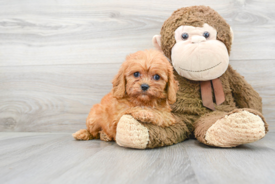 Friendly Cavapoo Baby