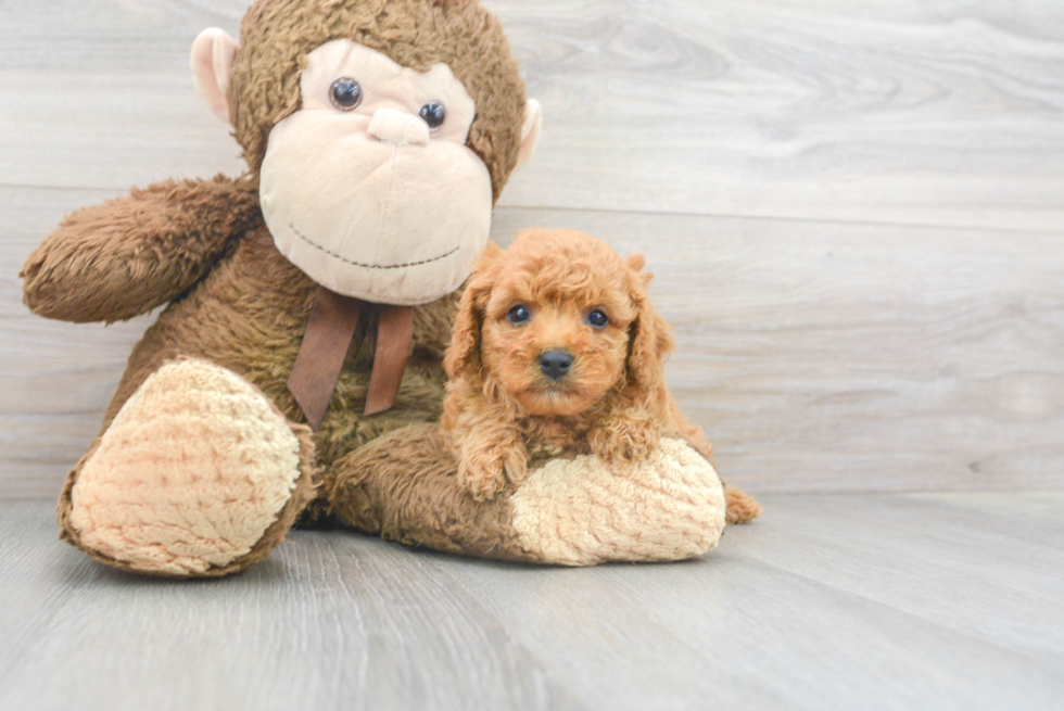 Energetic Cavoodle Poodle Mix Puppy