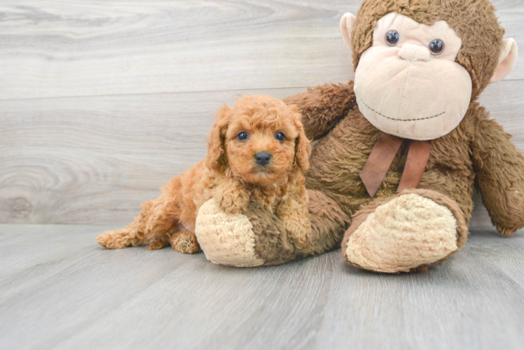 Popular Cavapoo Poodle Mix Pup