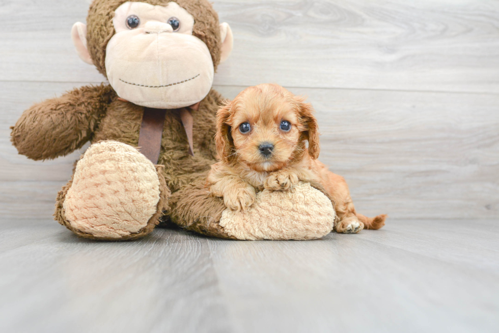 Best Cavapoo Baby