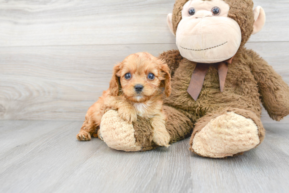 Cavapoo Pup Being Cute