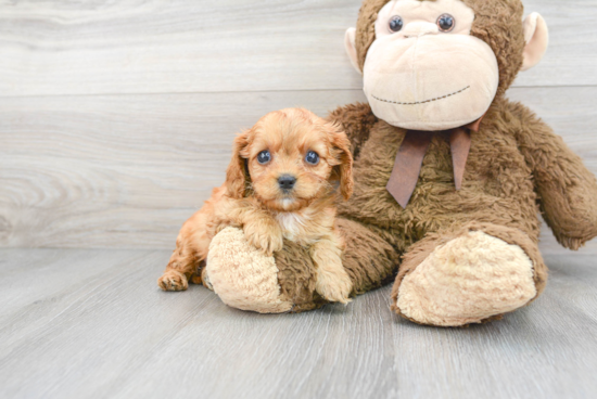 Cavapoo Pup Being Cute