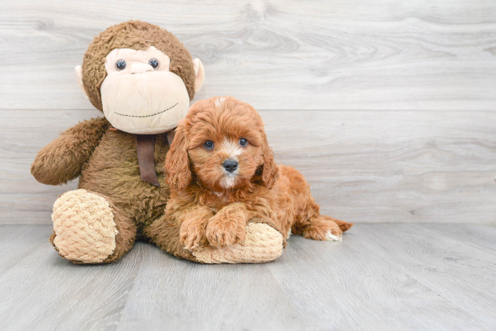 Fluffy Cavapoo Poodle Mix Pup