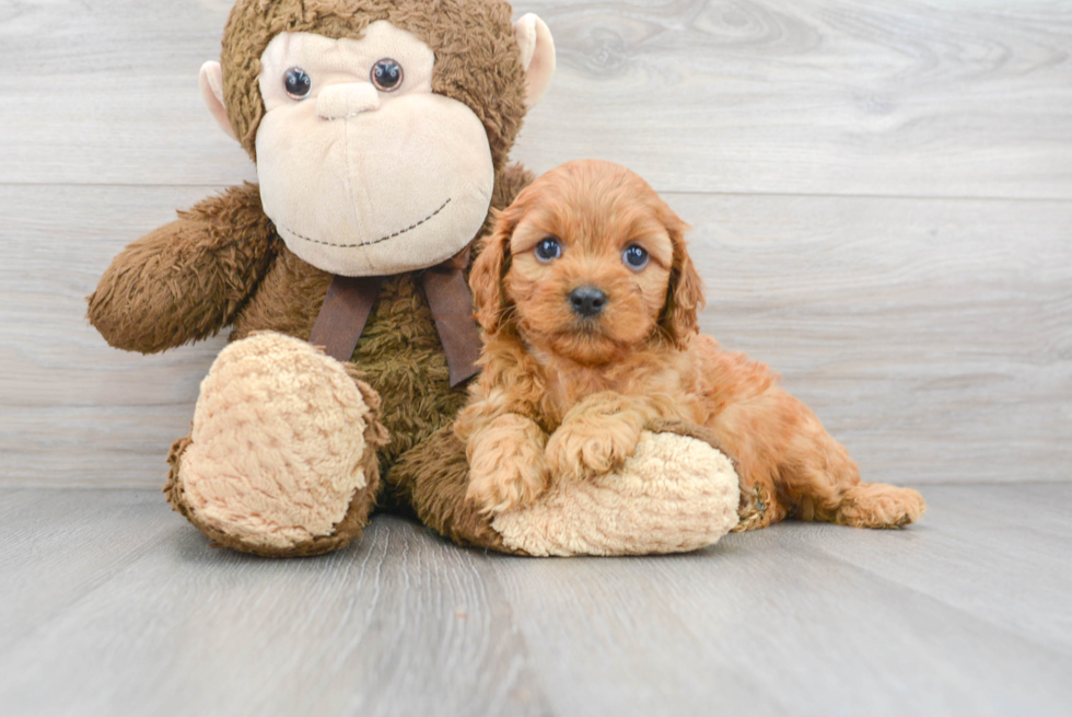 Cavapoo Puppy for Adoption