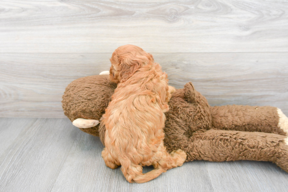 Happy Cavapoo Baby