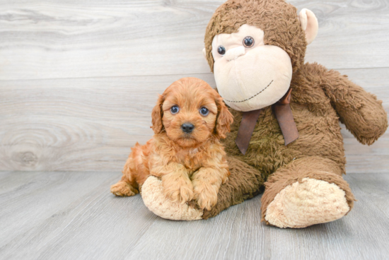 Cavapoo Puppy for Adoption