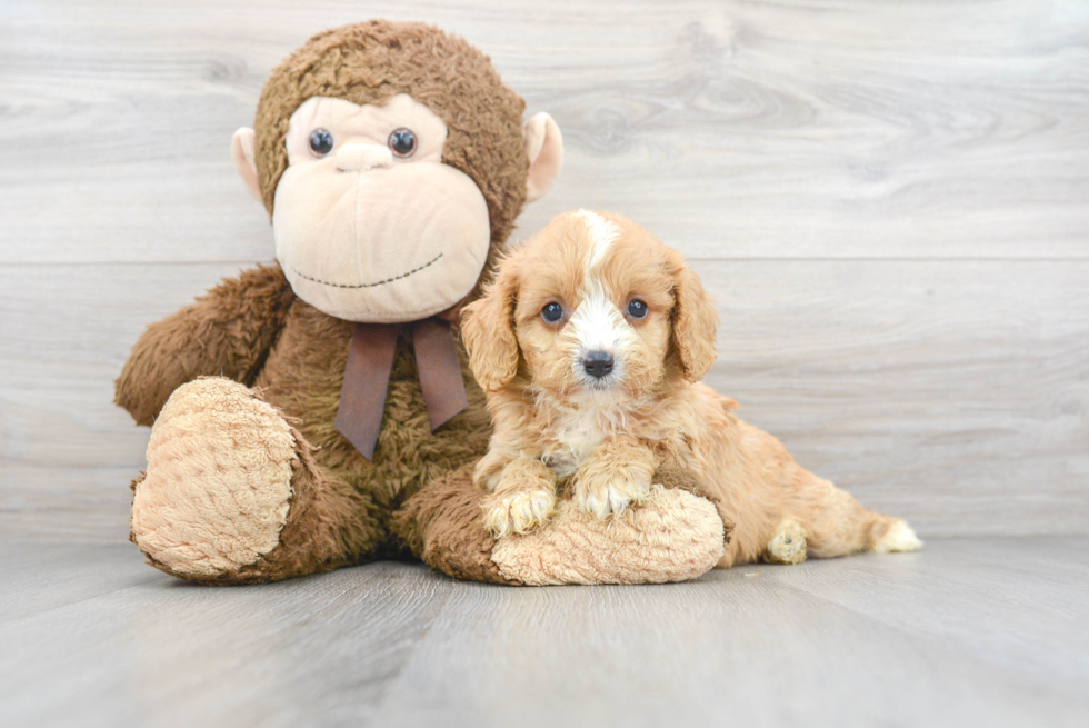 Best Cavapoo Baby