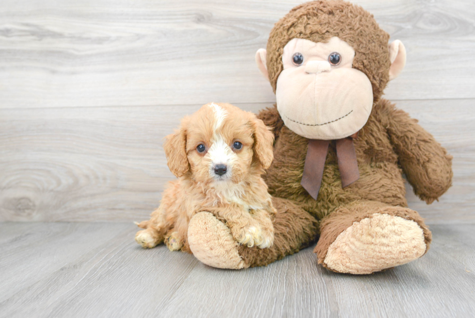 Fluffy Cavapoo Poodle Mix Pup