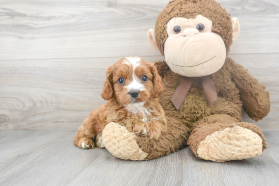 Sweet Cavapoo Baby