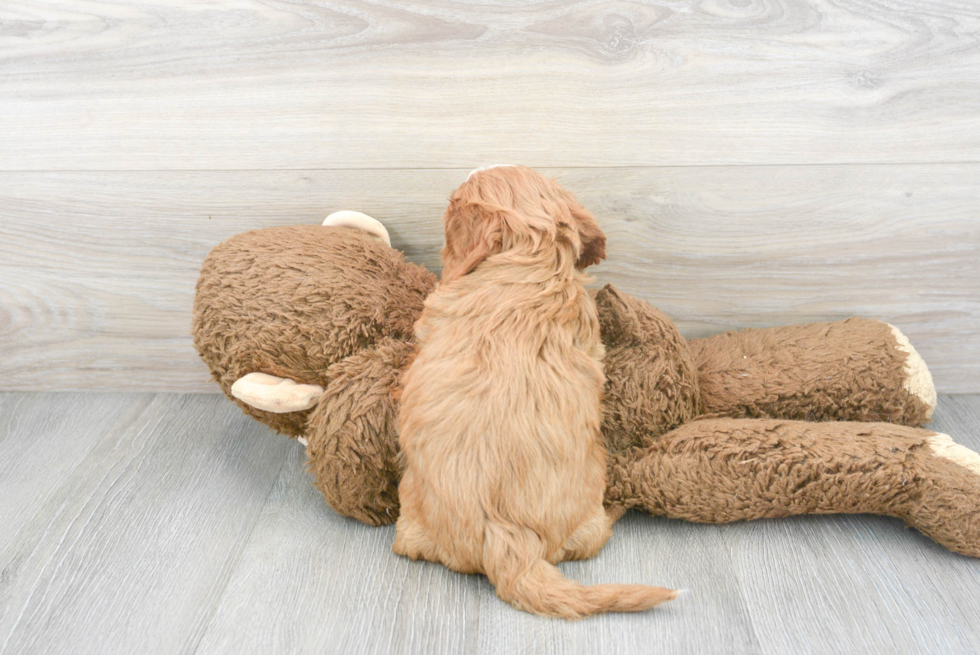 Sweet Cavapoo Baby