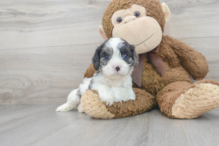 Cavapoo Pup Being Cute