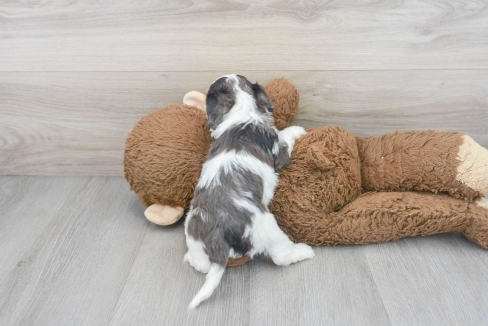 Best Cavapoo Baby