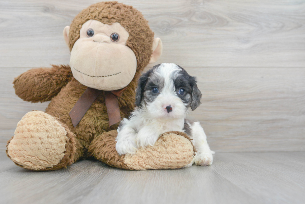 Adorable Cavoodle Poodle Mix Puppy