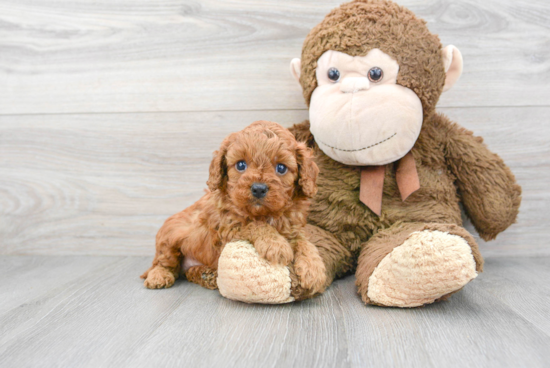 Playful Cavoodle Poodle Mix Puppy