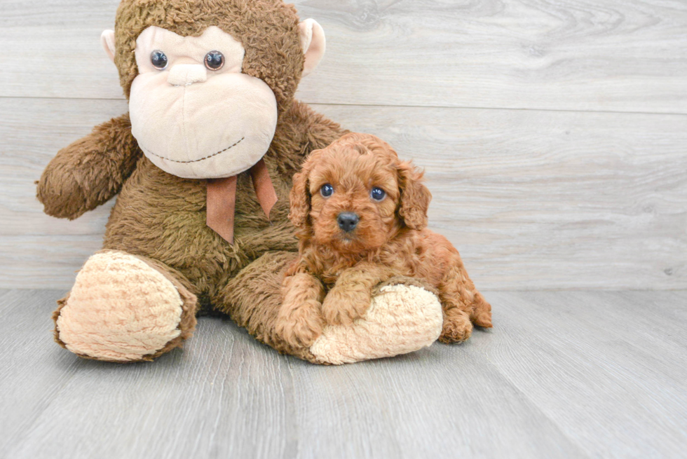 Playful Cavoodle Poodle Mix Puppy