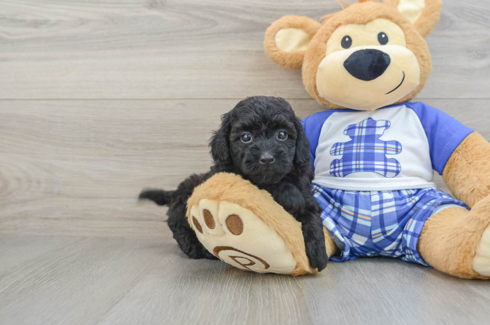 6 week old Cavapoo Puppy For Sale - Premier Pups