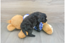 Petite Cavapoo Poodle Mix Pup