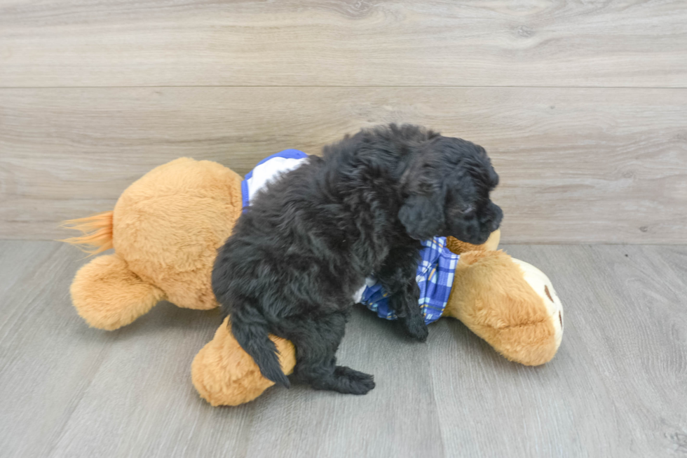 Petite Cavapoo Poodle Mix Pup