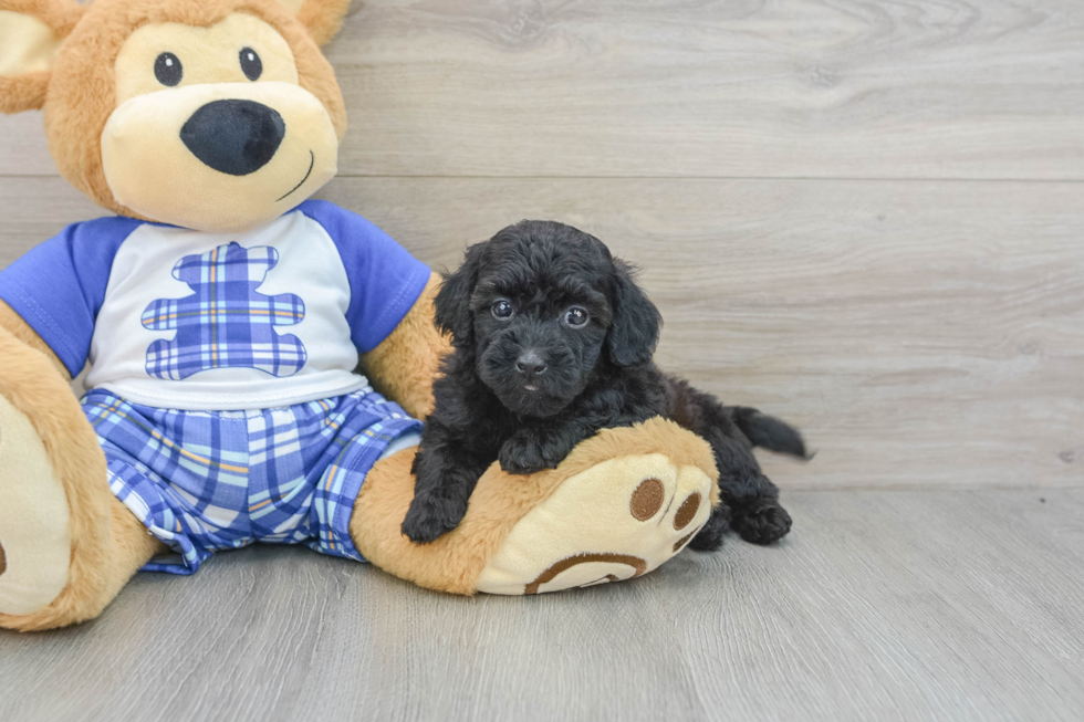 Little Cavipoo Poodle Mix Puppy