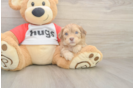 Best Cavapoo Baby