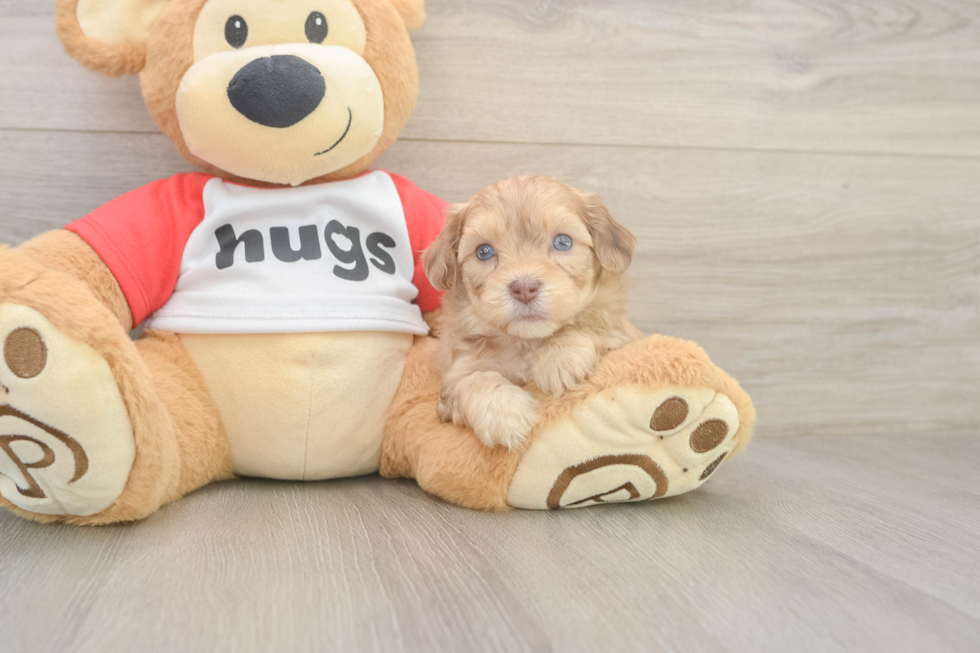 Best Cavapoo Baby