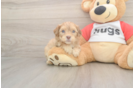 Energetic Cavoodle Poodle Mix Puppy