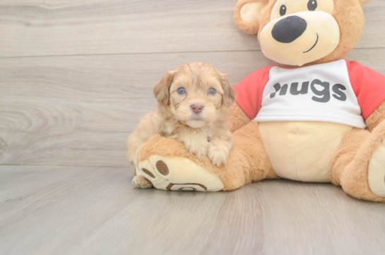 Energetic Cavoodle Poodle Mix Puppy