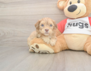 6 week old Cavapoo Puppy For Sale - Premier Pups 6 week old Cavapoo Puppy For Sale - Premier Pups