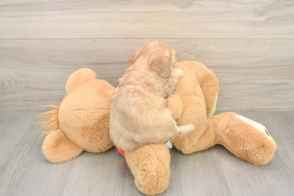 Sweet Cavapoo Baby