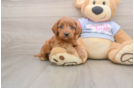 Cavapoo Pup Being Cute