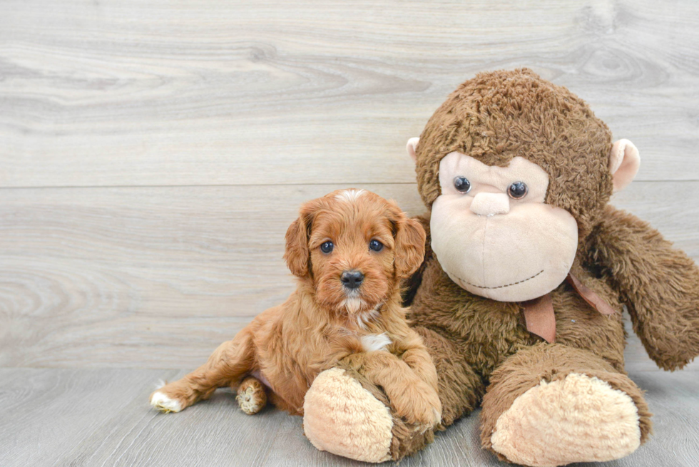 Cavapoo Pup Being Cute