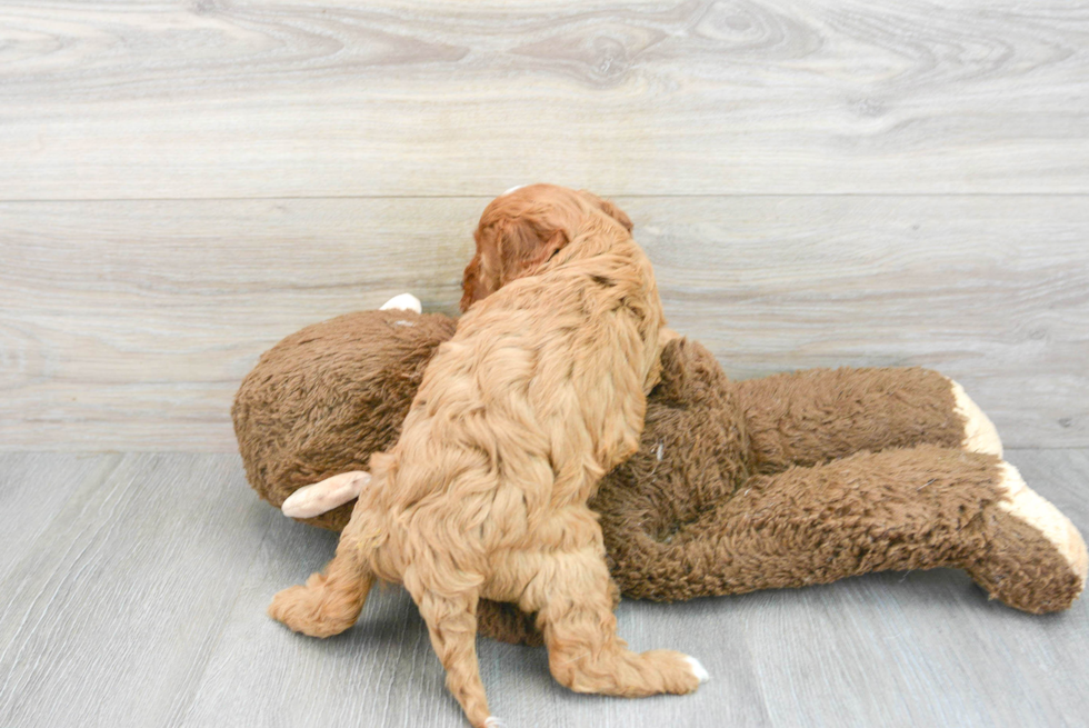 Friendly Cavapoo Baby