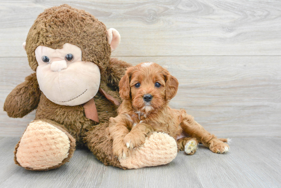 Best Cavapoo Baby