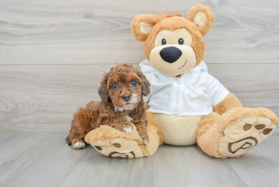 Popular Cavapoo Poodle Mix Pup