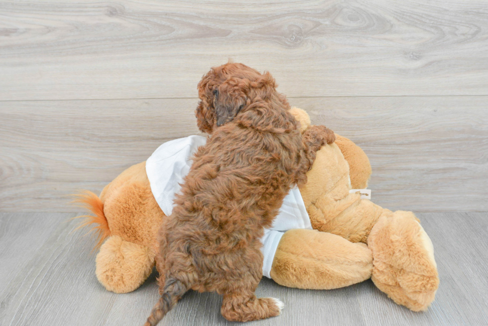 Best Cavapoo Baby