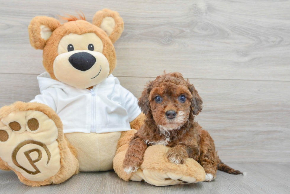 Playful Cavoodle Poodle Mix Puppy