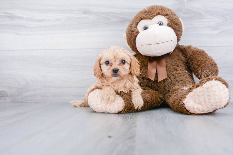 Small Cavapoo Baby