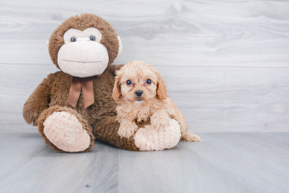 Cavapoo Puppy for Adoption