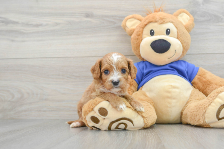 Cavapoo Pup Being Cute