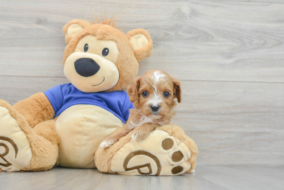 Popular Cavapoo Poodle Mix Pup