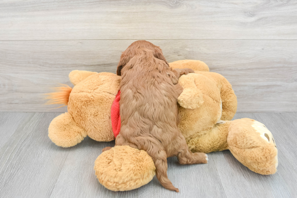 Funny Cavapoo Poodle Mix Pup