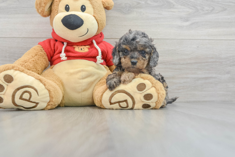 Best Cavapoo Baby