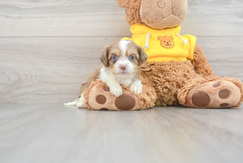 Friendly Cavapoo Baby