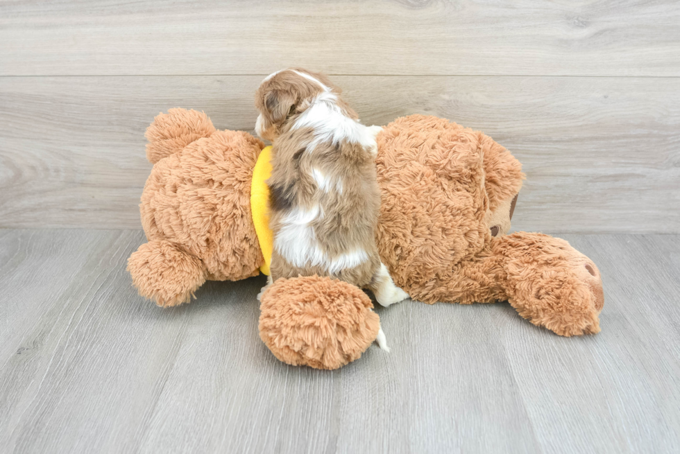 Funny Cavapoo Poodle Mix Pup