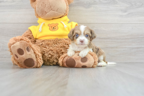 Energetic Cavoodle Poodle Mix Puppy