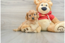 Cavapoo Puppy for Adoption