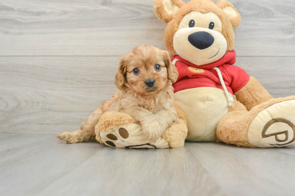 Cavapoo Puppy for Adoption