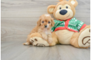 Funny Cavapoo Poodle Mix Pup