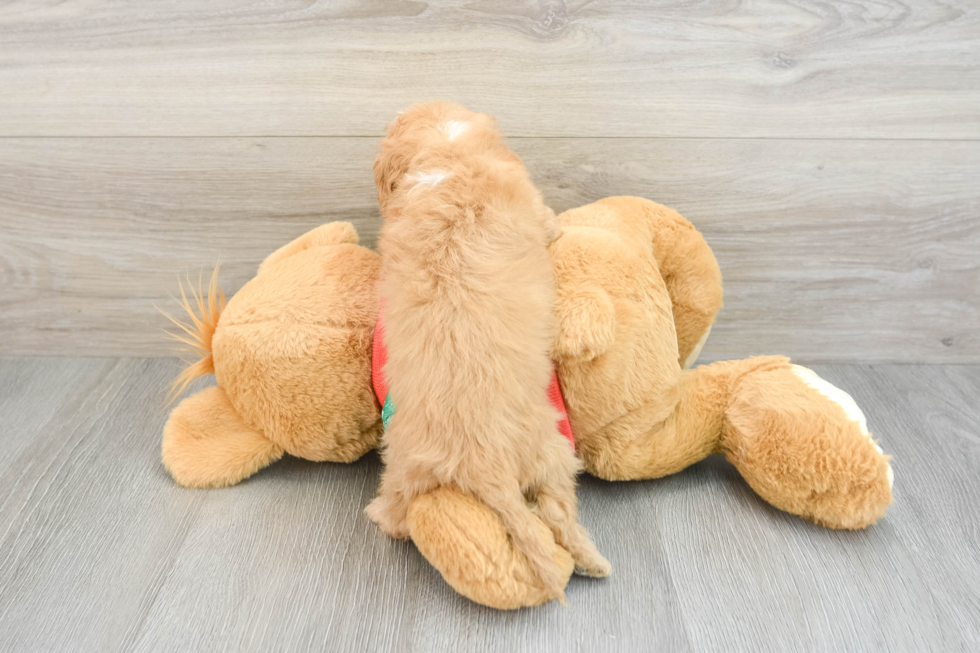 Cavapoo Pup Being Cute