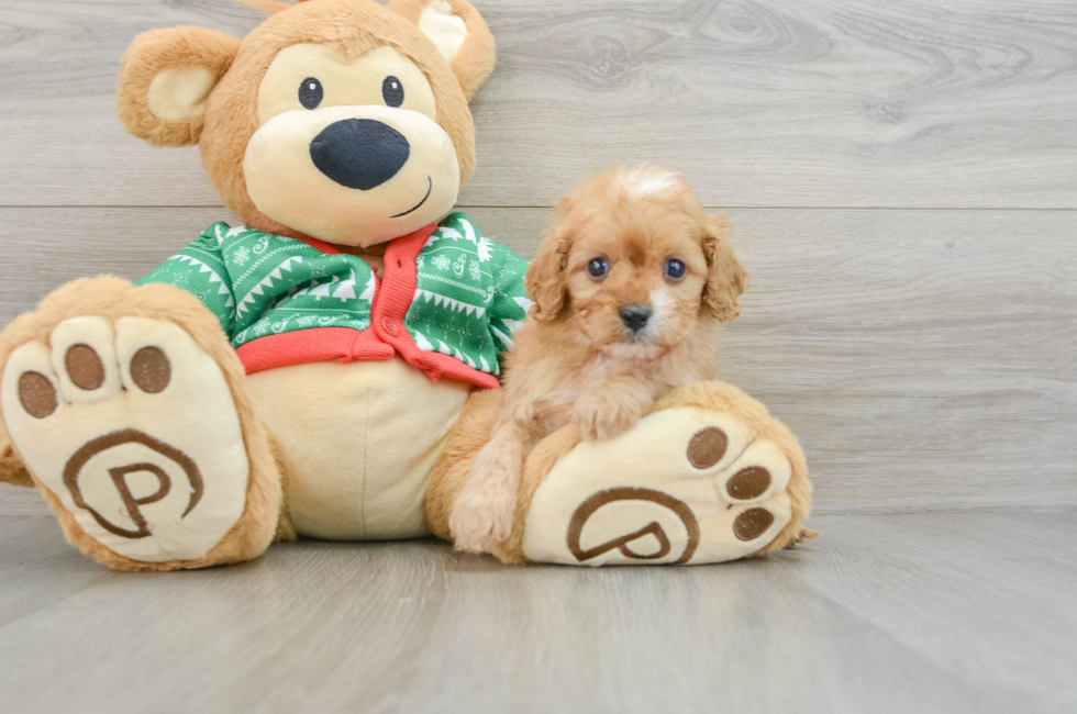 5 week old Cavapoo Puppy For Sale - Premier Pups